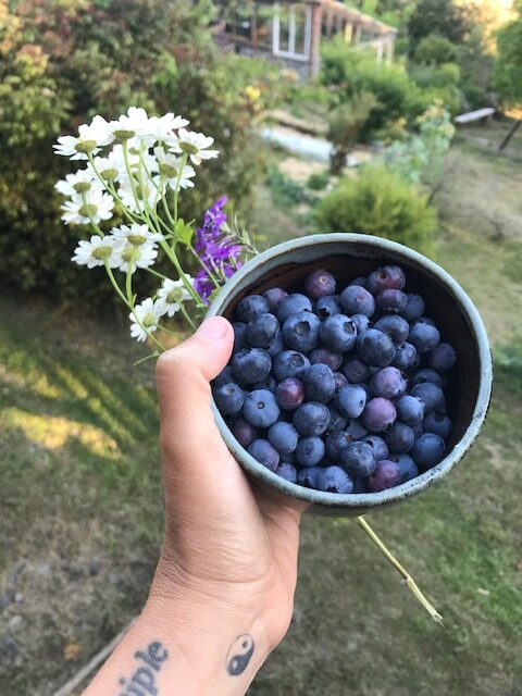 Blueberries