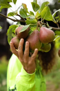 Jacquelin Suskin Pears